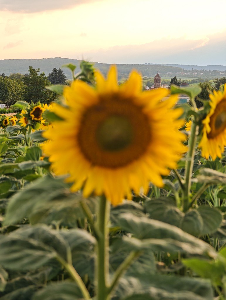 Tournesols au soleil couchant près de Rosheim